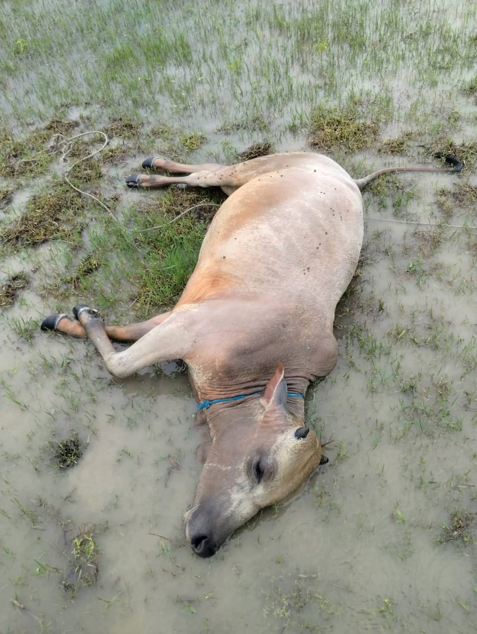 গলাচিপায় বজ্রপাতে নলুয়াবাগীতে ৪টি গরুর মৃত্যু!