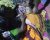 গলাচিপায় অটোরিকশার চাকার সাথে ওরনা পেঁচিয়ে এক শিশুর মৃত্যু