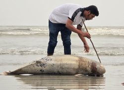কুয়াকাটা সৈকতে ভেসে এলো মৃত ডলফিন।