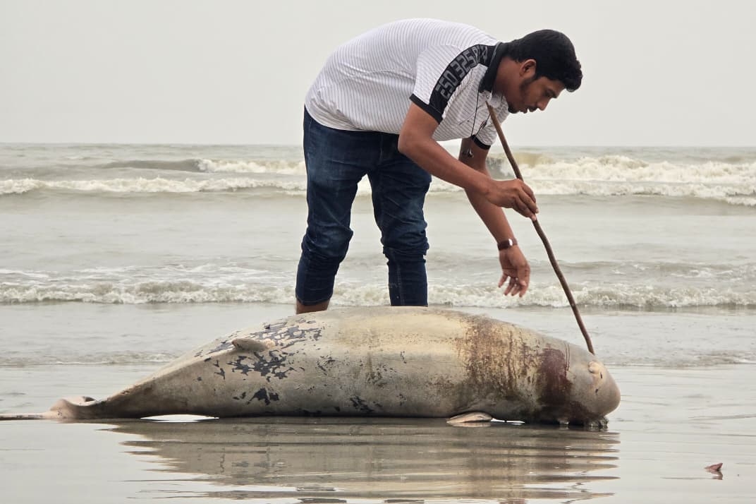 কুয়াকাটা সৈকতে ভেসে এলো মৃত ডলফিন।