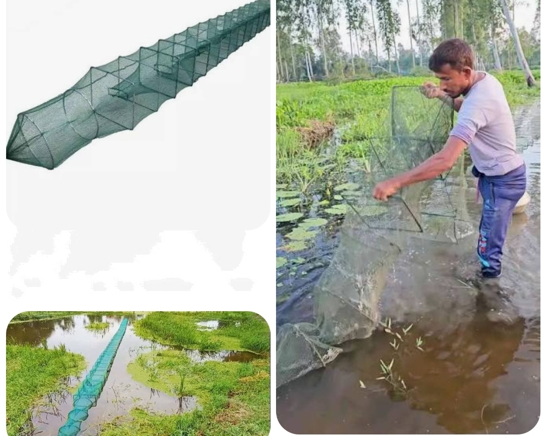 মোল্লাহাটে অবাধে ব্যবহার হচ্ছে চায়না দুয়ারী ও বেহুন্দিজাল: হুমকির মুখে জীব বৈচিত্র। 